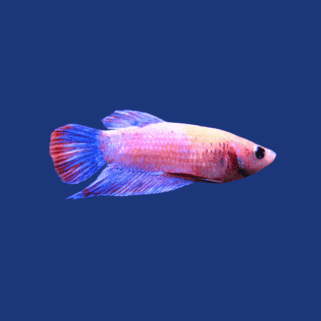 PEIXE BETTA FEMEA