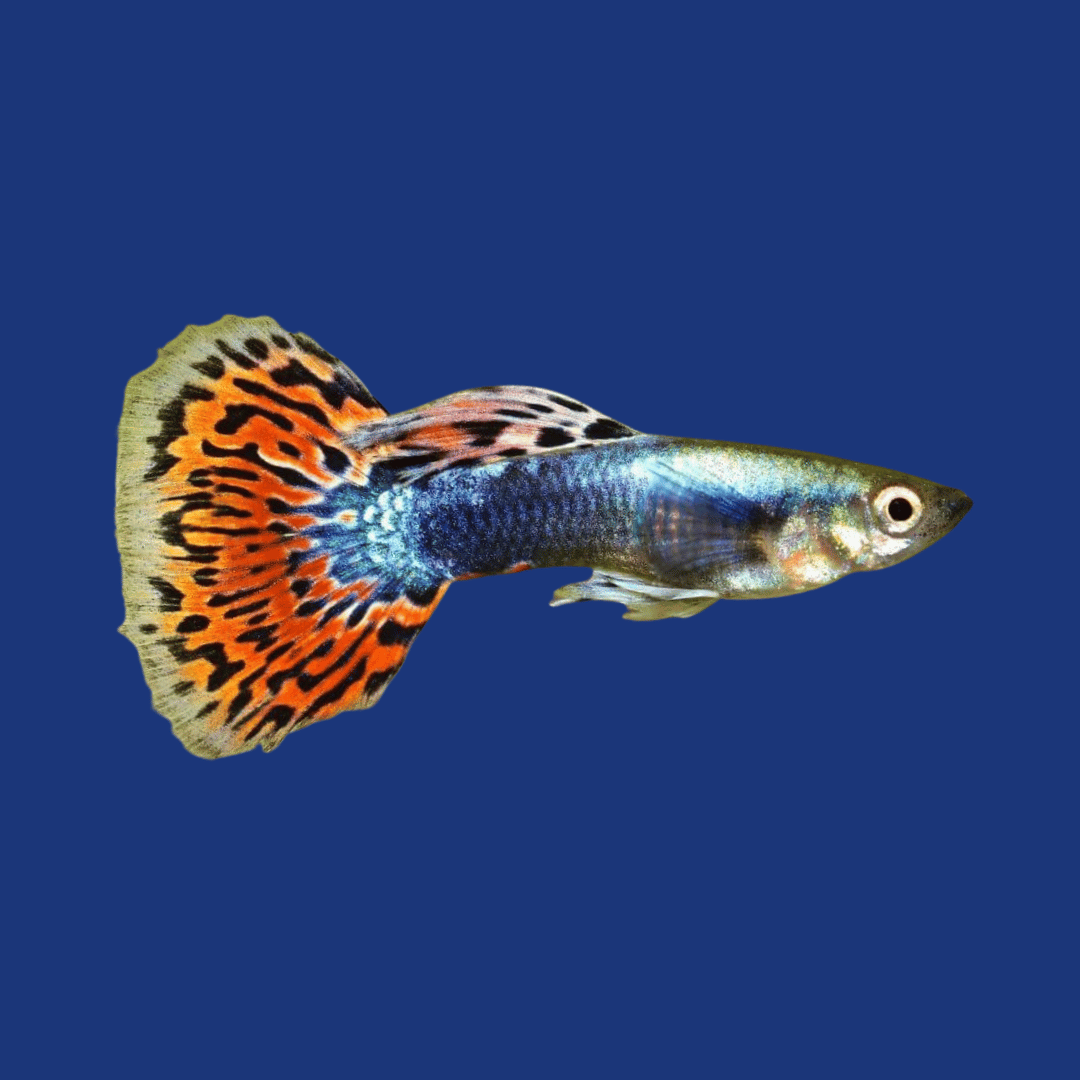 PEIXE GUPPY (CASAL)