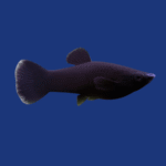 PEIXE MOLINESIA (MISTO)