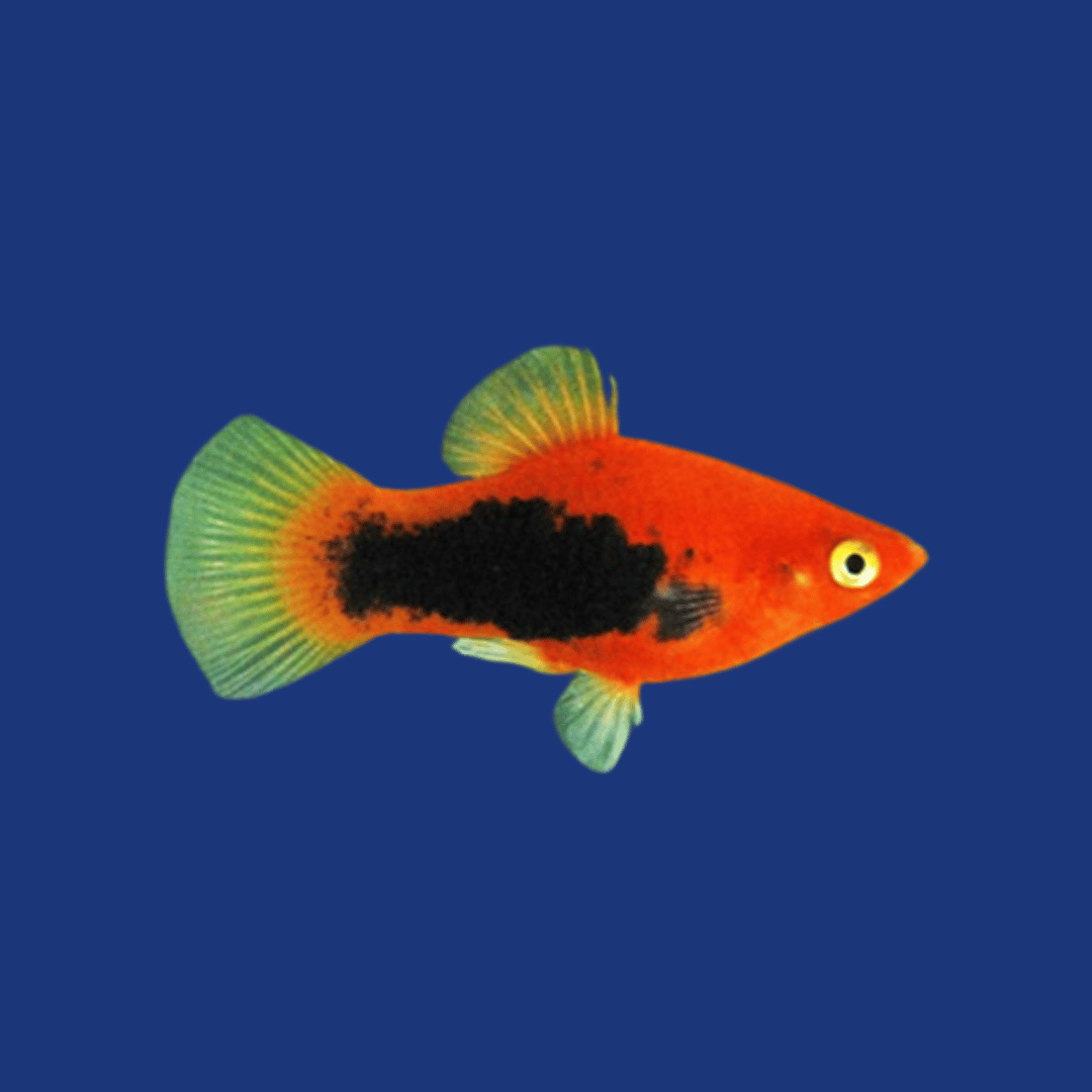 PEIXE PLATY (MISTO)