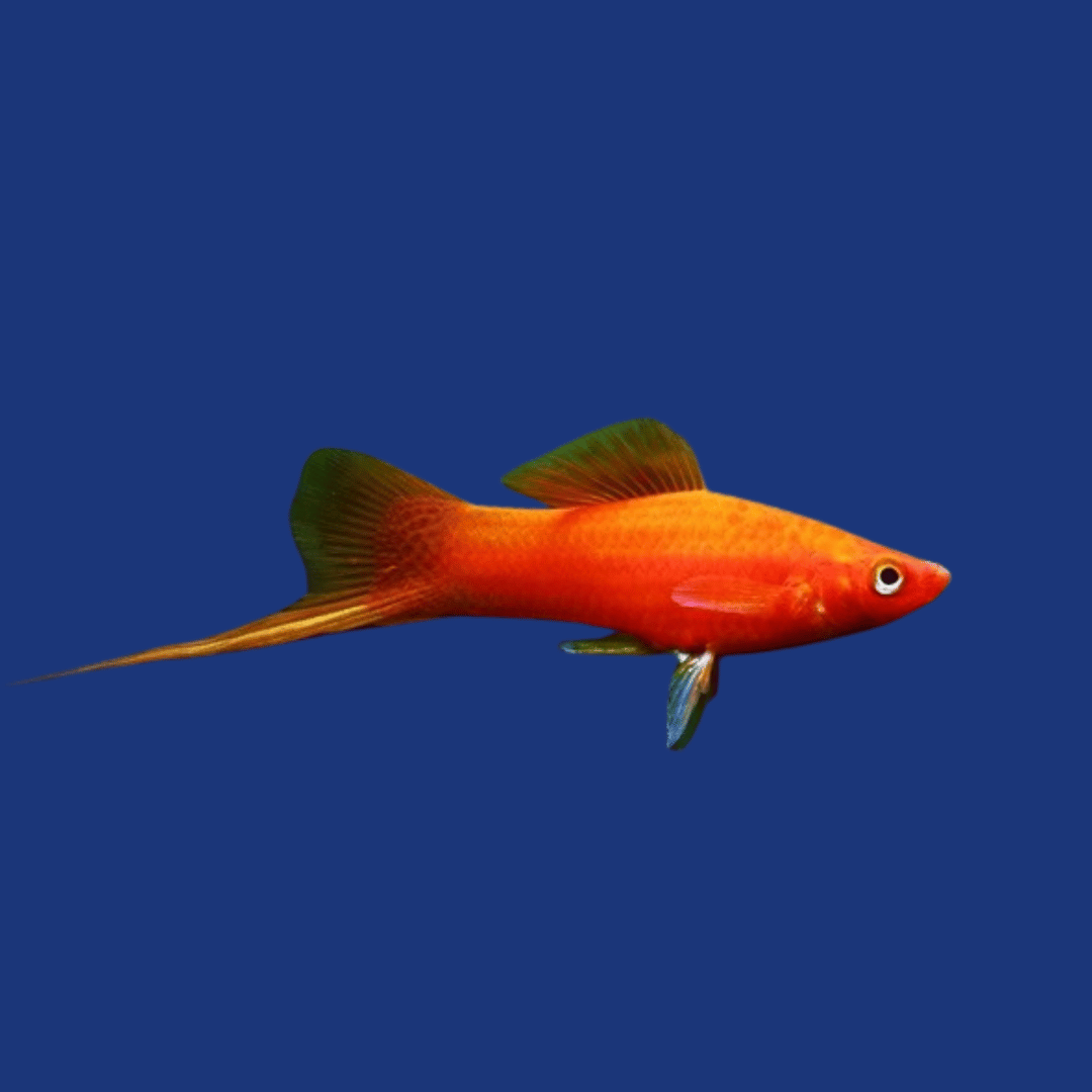 PEIXE ESPADA (MISTO)
