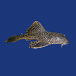 PEIXE CASCUDO ABACAXI