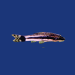 PEIXE LIMPA VIDRO OTOCINCLUS