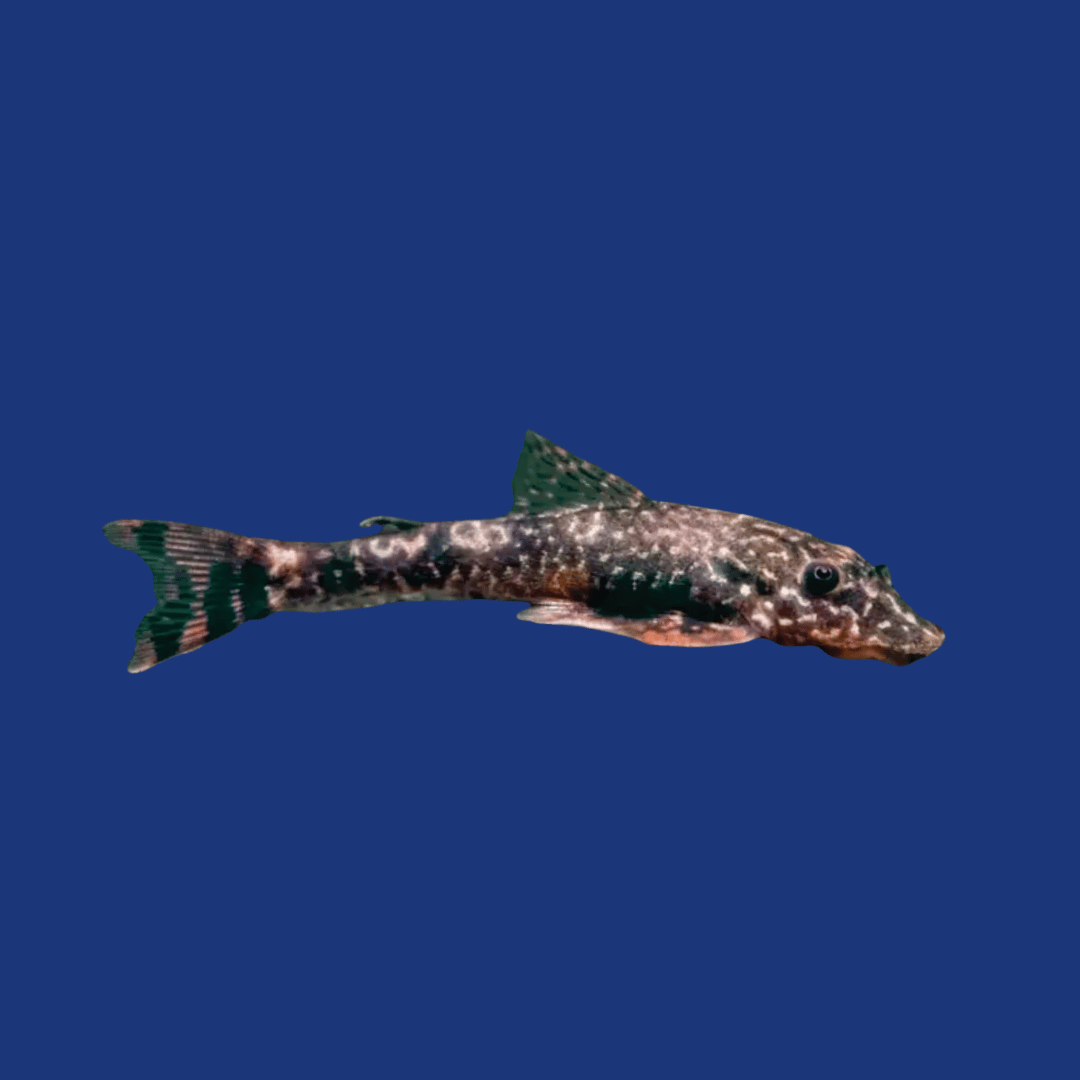 PEIXE LIMPA VIDRO PARATOCINCLUS