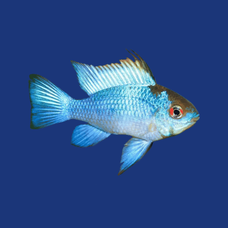 PEIXE RAMIREZI ELETRICK BLUE