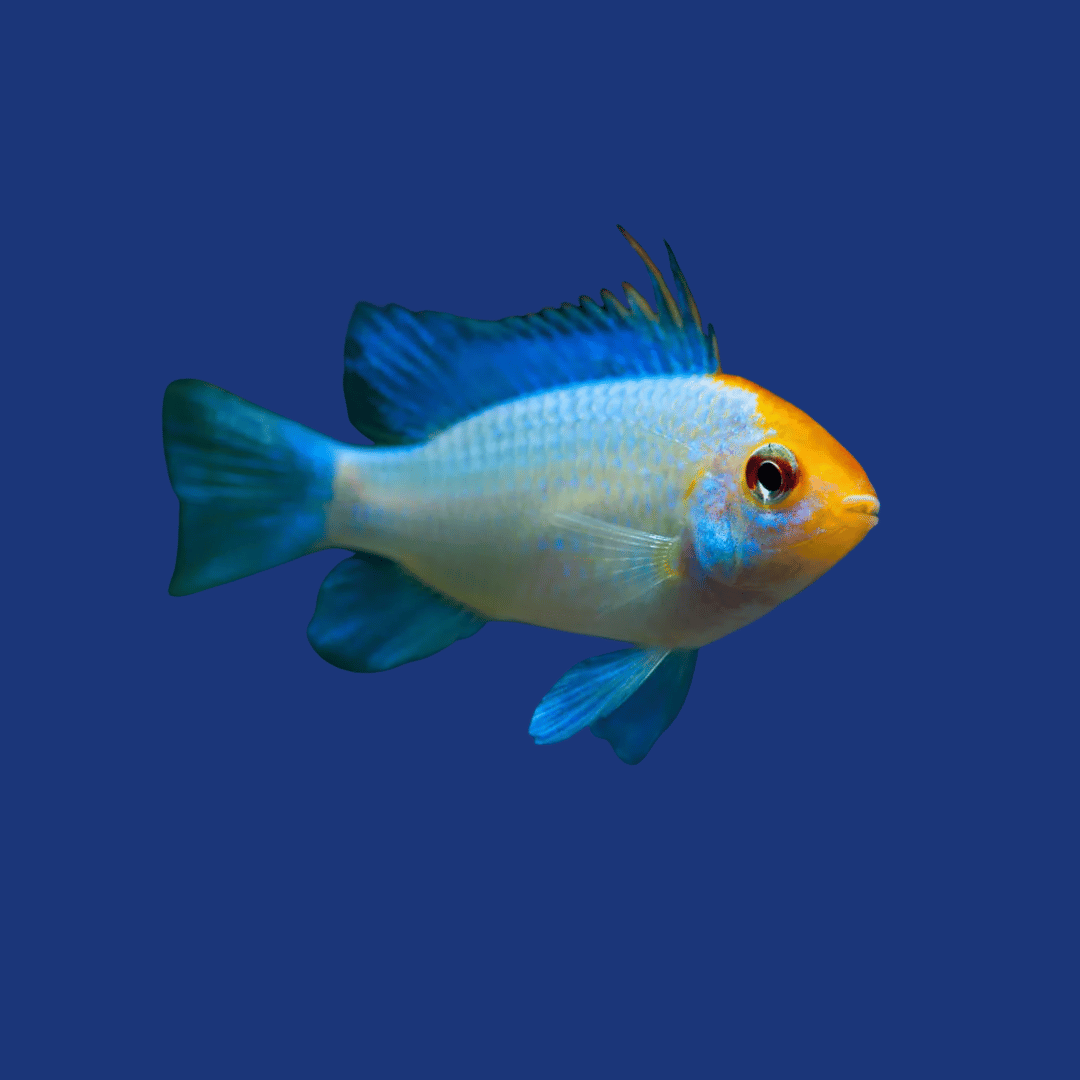PEIXE RAMIREZI ELETRICK BLUE KOI