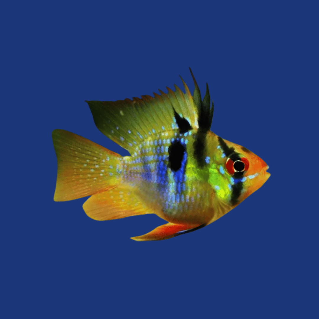PEIXE RAMIREZI BALÃO