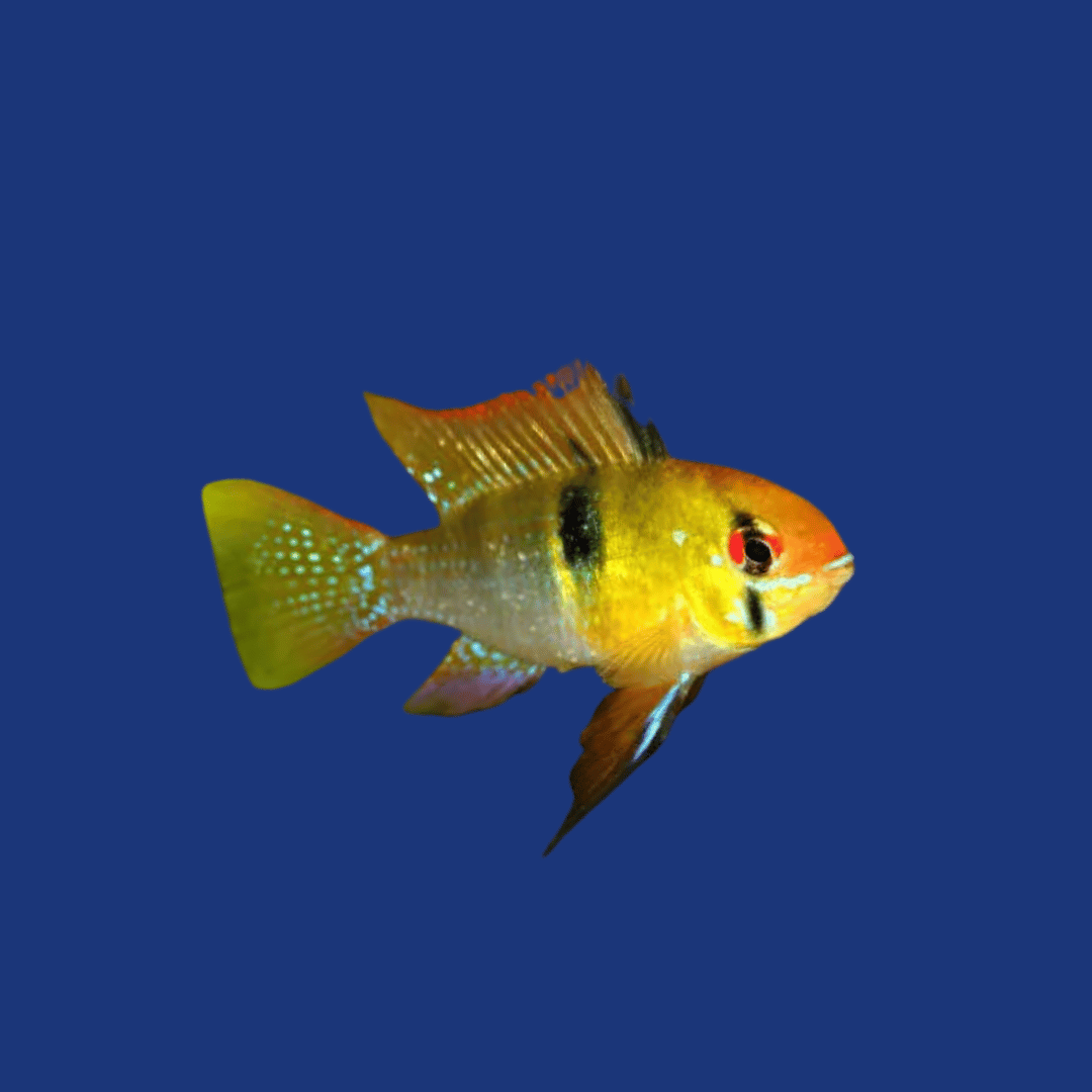 PEIXE RAMIREZI COMUM