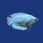 PEIXE COLISA AZUL