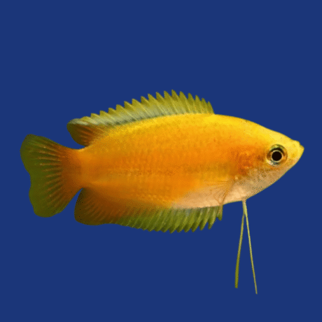 PEIXE COLISA SUNSET