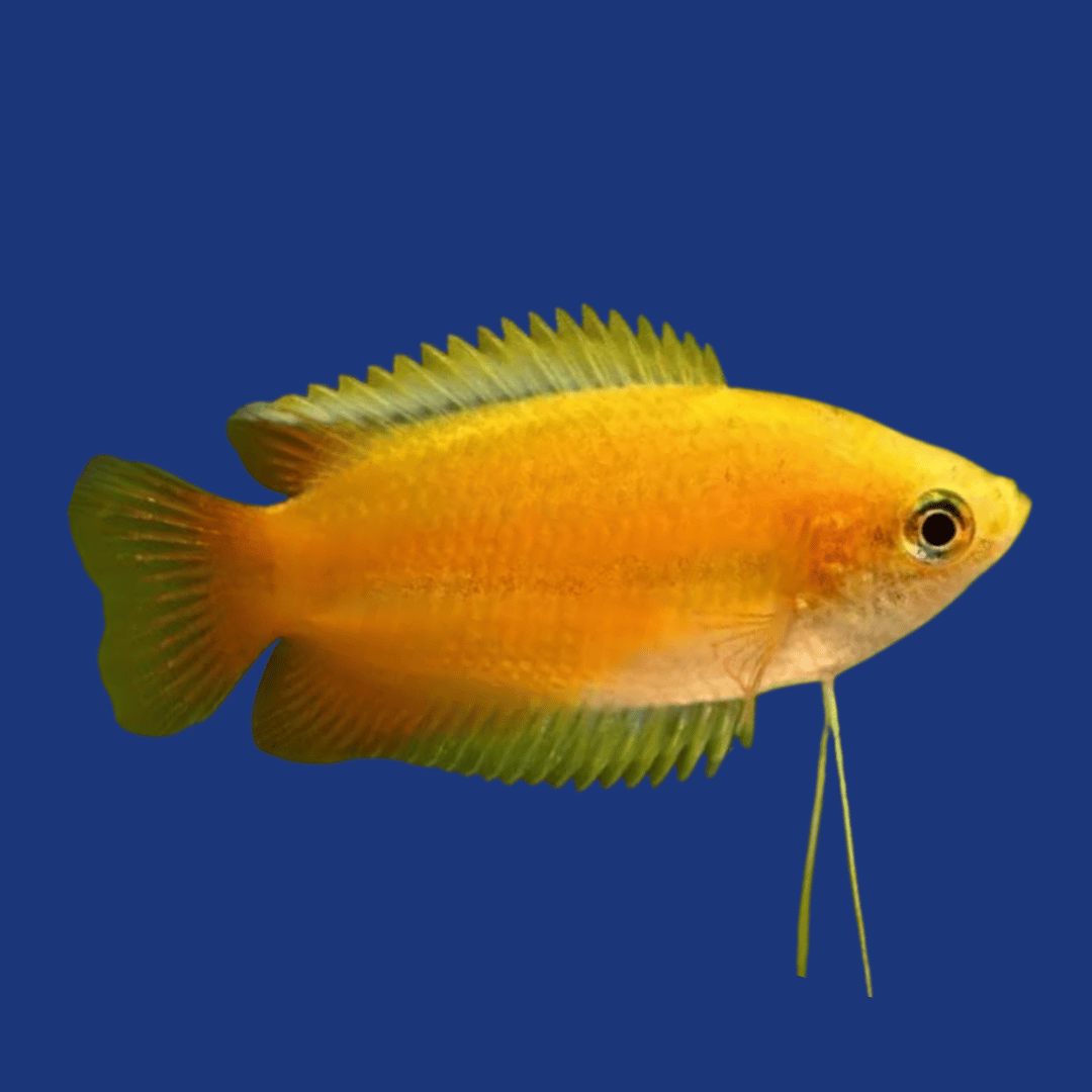 PEIXE COLISA SUNSET