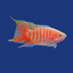 PEIXE PARAÍSO ALBINO