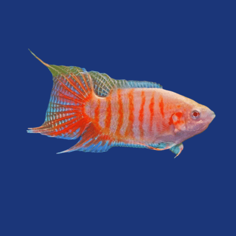 PEIXE PARAÍSO ALBINO