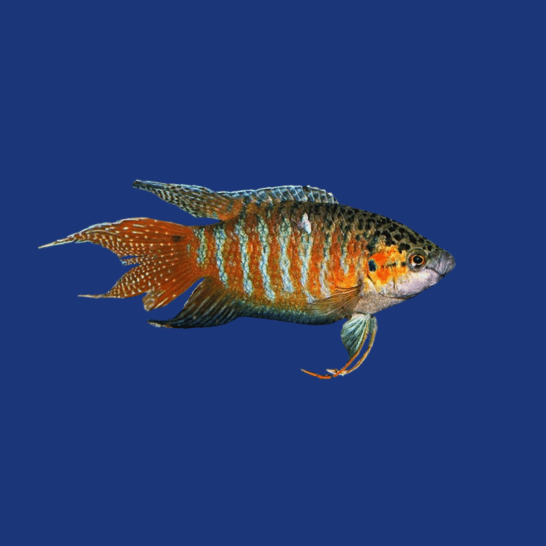 PEIXE PARAÍSO COMUM