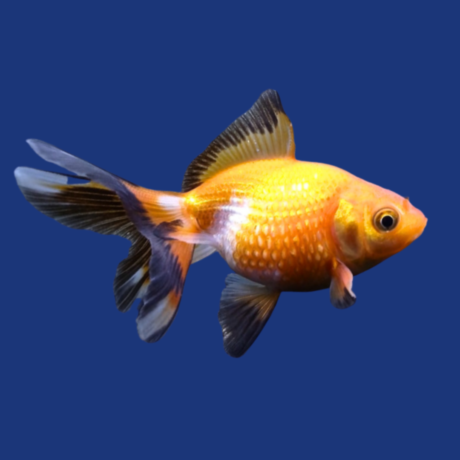 PEIXE KINGUIO PÉROLA PEQUENO