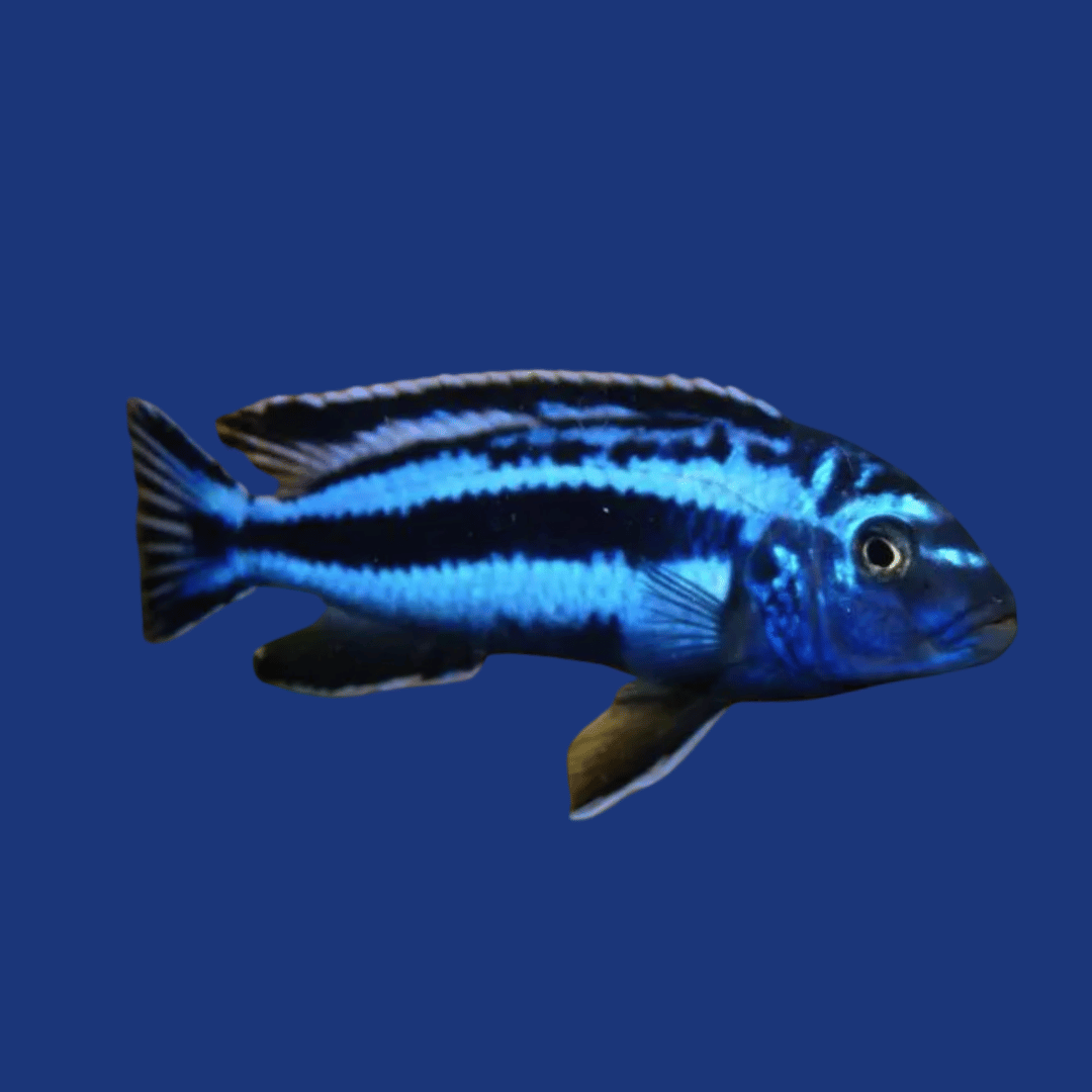 PEIXE AURATUS AZUL