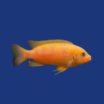 PEIXE ZEBRA LARANJA