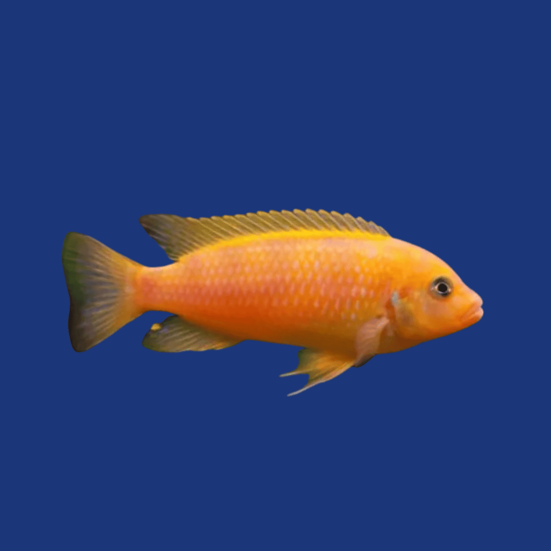 PEIXE ZEBRA LARANJA