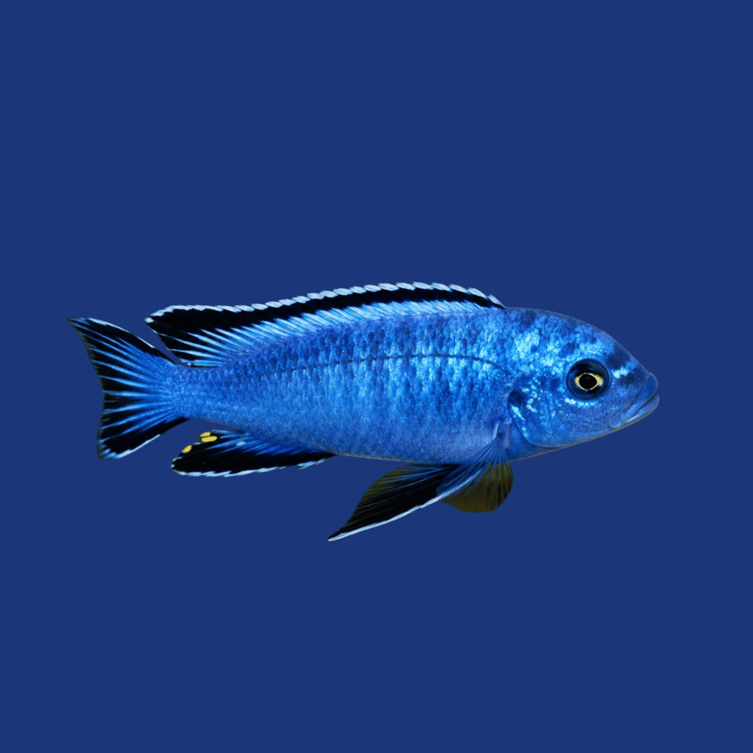 PEIXE SOCOLOFE