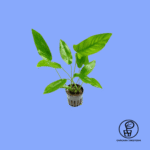 PLANTA ANUBIA BARTERI HASTIFOLIA CHÁCARA TAKEYOSHI A22