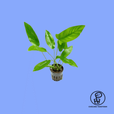 PLANTA ANUBIA BARTERI HASTIFOLIA CHÁCARA TAKEYOSHI A22