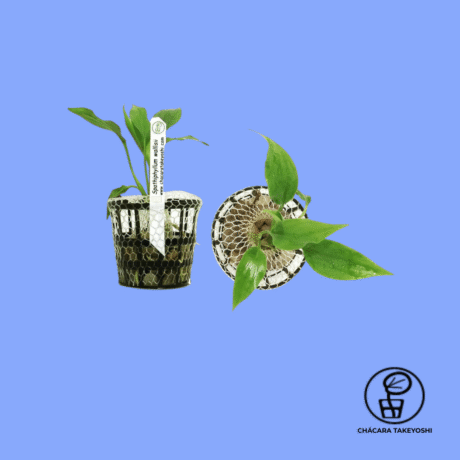 PLANTA CHÁCARA TAKEYOSHI SPATIPHILUM WALLISII (VARIEGATA) S14