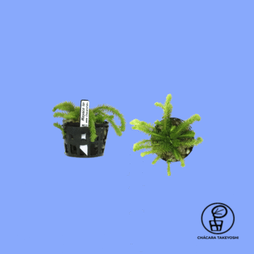 PLANTA CHÁCARA TAKEYOSHI MAYACA LONGIPES M13