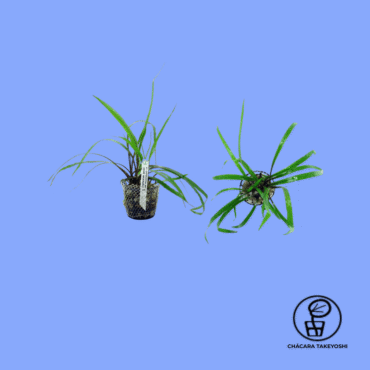 PLANTA CRYPTOCORYNE SPIRALIS CHÁCARA TAKEYOSHI C9