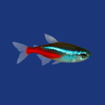 PEIXE TETRA NEON