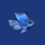 PEIXE RAMIREZI ELETRICK BLUE BALÃO
