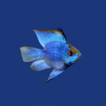 PEIXE RAMIREZI ELETRICK BLUE BALÃO