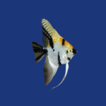 PEIXE ACARA BANDEIRA PALHAÇO PEQUENO