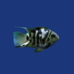 PEIXE PAPAGAIO POLAR BLUE SAFIRA (P)