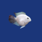 PEIXE PAPAGAIO POLAR WHITE (P)