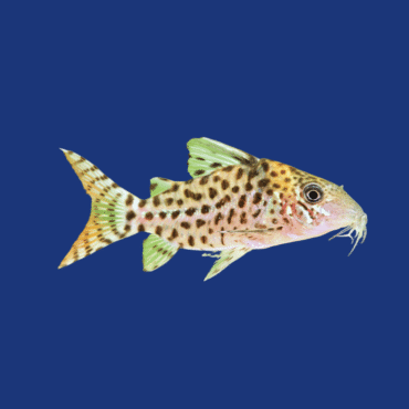 PEIXE CORIDORA PUNCTATUS