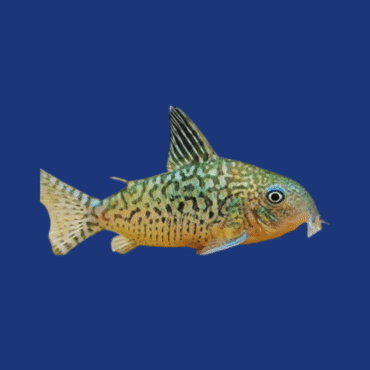PEIXE CORIDORA SODALIS