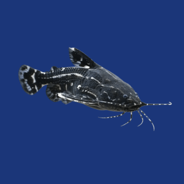 PEIXE RONCA-RONCA