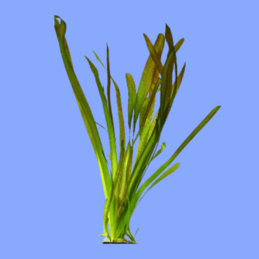 PLANTA VALLISNERIA (MUDA)