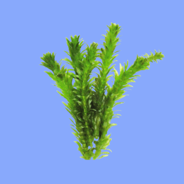 PLANTA ELODEA (MUDA)