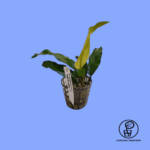 PLANTA ANUBIAS SP. GABON CHÁCARA TAKEYOSHI A18