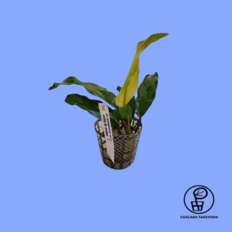 PLANTA ANUBIAS SP. GABON CHÁCARA TAKEYOSHI A18
