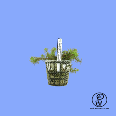 PLANTA BACOPA MYRIOPHYLLOIDES CHÁCARA TAKEYOSHI B5
