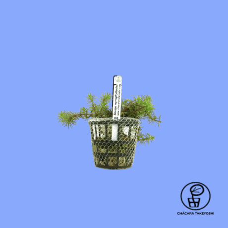 PLANTA BACOPA MYRIOPHYLLOIDES CHÁCARA TAKEYOSHI B5