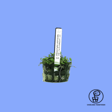 PLANTA GLOSSOSTIGMA ELATINOIDES CHÁCARA TAKEYOSHI G2