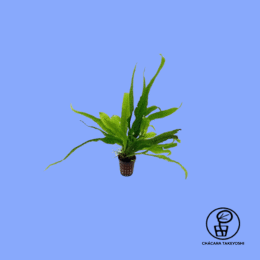 PLANTA MICROSORIUM PTEROPUS (PHILIPPINE) CHÁCARA TAKEYOSHI M18