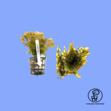 PLANTA POTAMOGETON PERFOLIATUS CHÁCARA TAKEYOSHI P3