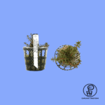 PLANTA ROTALA MEXICANA (BANGLADESH) CHÁCARA TAKEYOSHI R20