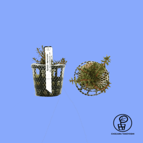 PLANTA ROTALA MEXICANA (BANGLADESH) CHÁCARA TAKEYOSHI R20