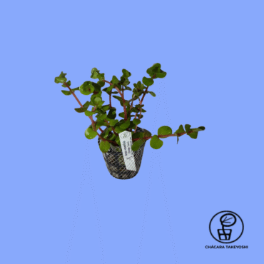 PLANTA ROTALA RONTUNDIFOLIA (ORANGE JUICE) CHÁCARA TAKEYOSHI R21