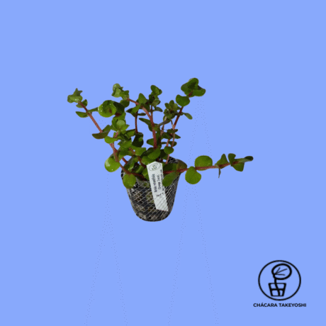 PLANTA ROTALA RONTUNDIFOLIA (ORANGE JUICE) CHÁCARA TAKEYOSHI R21